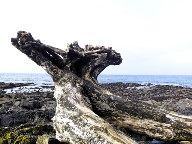 Photographic Open Edition Canvas Panel Print from my "Water Flows" collection, "The Tail of the Whale"