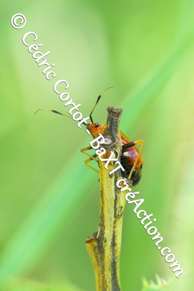 Impression sur alu dibond - Le petit monde du Vivant (ref 5674)