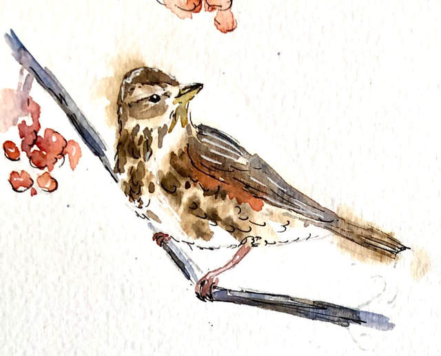 04- 07/02/26 Paint British birds with watercolour for adults