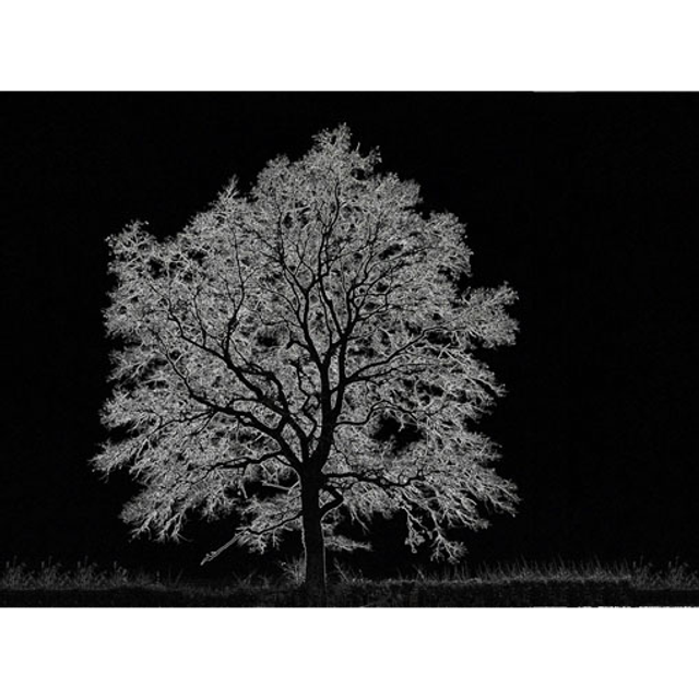 Arbre de vie - Réf: 2087