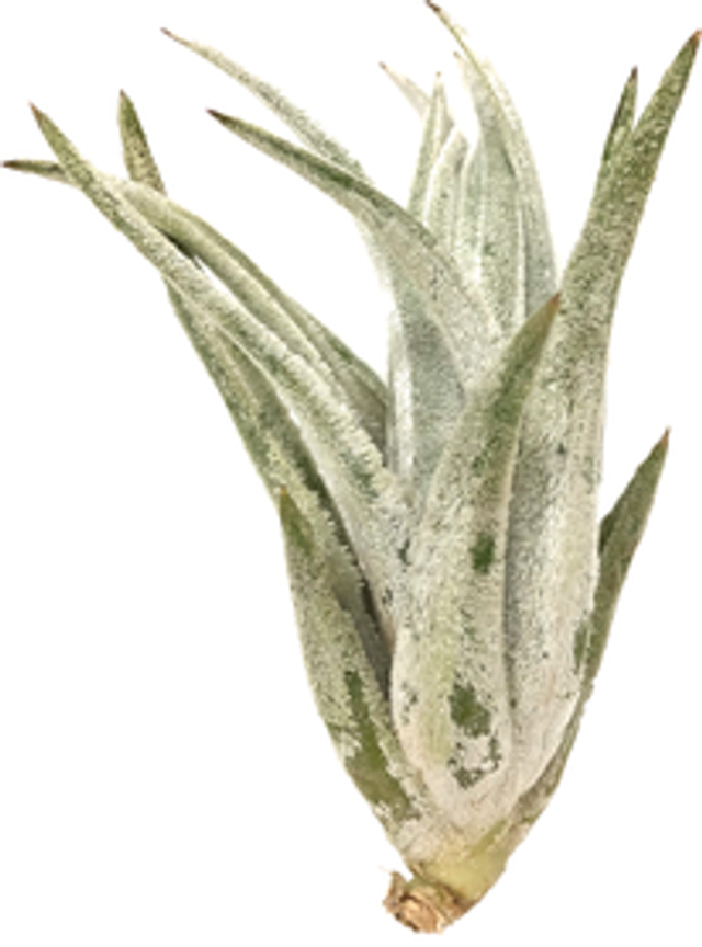Tillandsia mitlaensis17