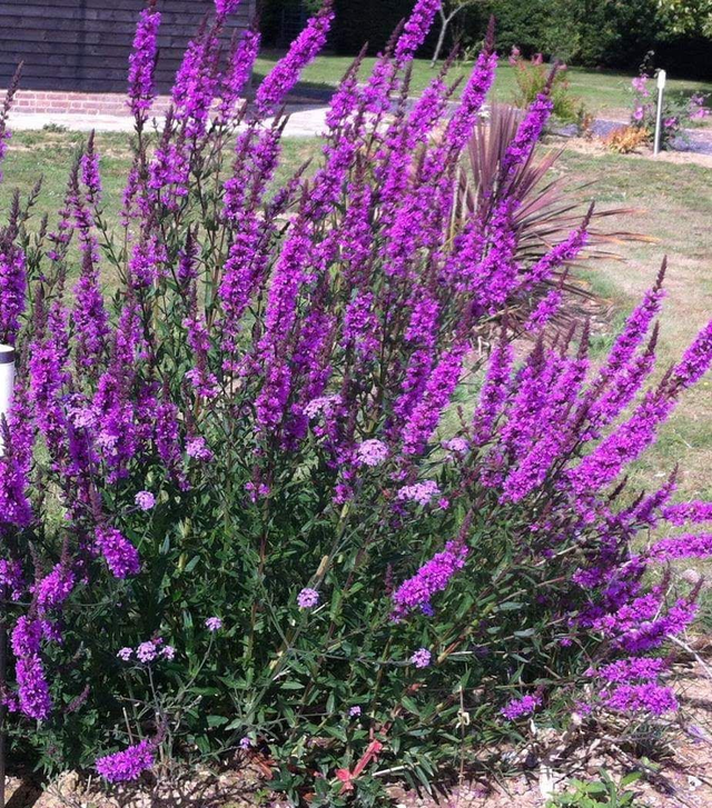 Lythrum virgatum - 1ltr pot