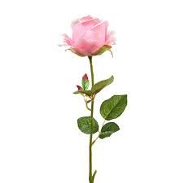 Pink Roses Long Stem