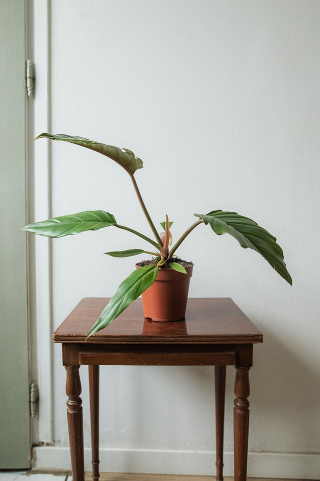Philodendron ‘Choco Empress’ 🌿