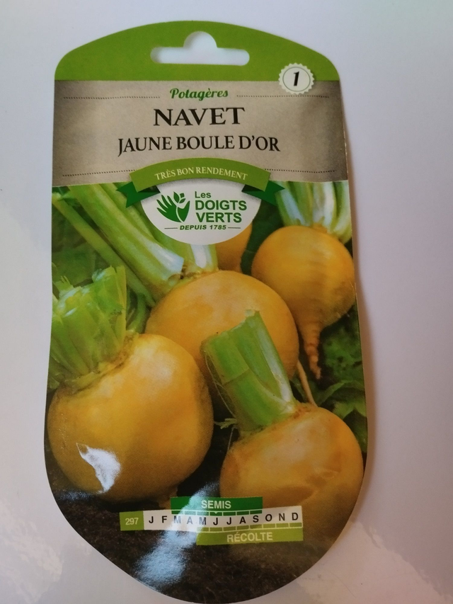 Navet Jaune boule d&#039;or