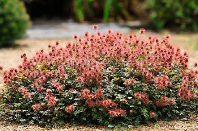 A01 . Acaena microphylla 'Kupferteppich'