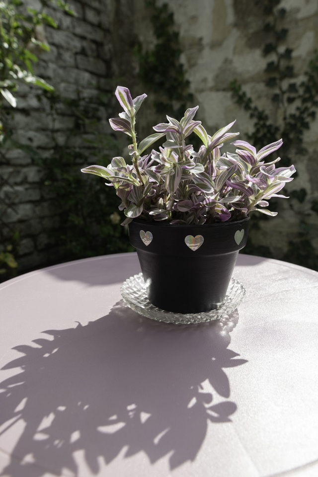 Cosmic Goth 🖤 Pot + Plante + Soucoupe