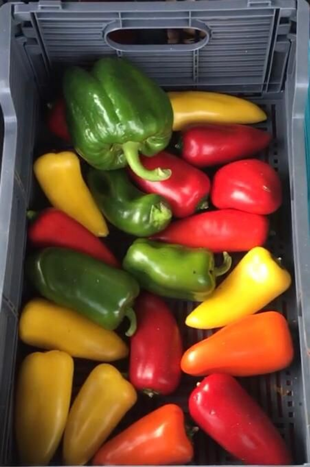Small Sweet Peppers Mixed Colours 4