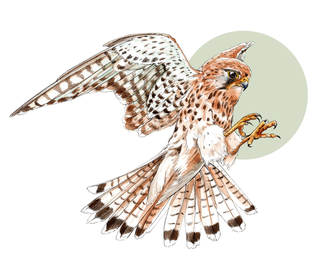 Kestrel Print - After an original ink and watercolour illustration