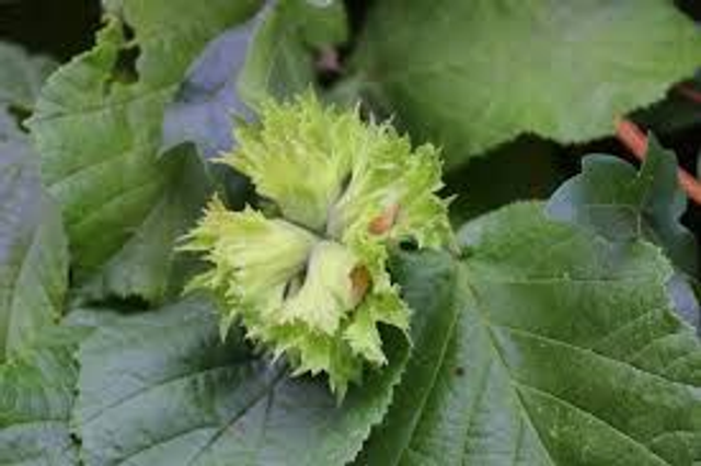 NOISETIER Fertile de coutard