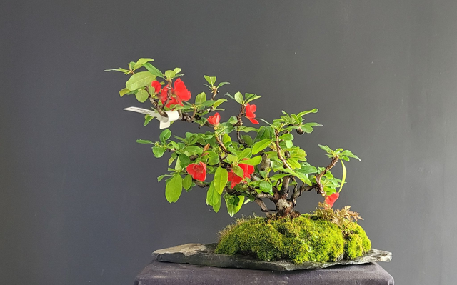 (156) cognacier du japon