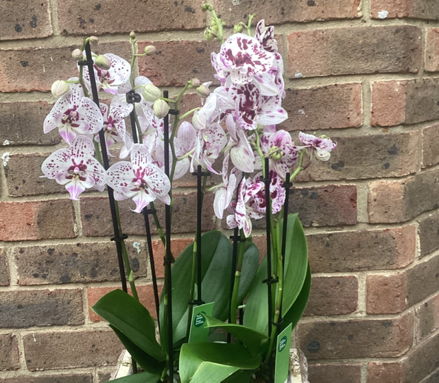 Orchid planter