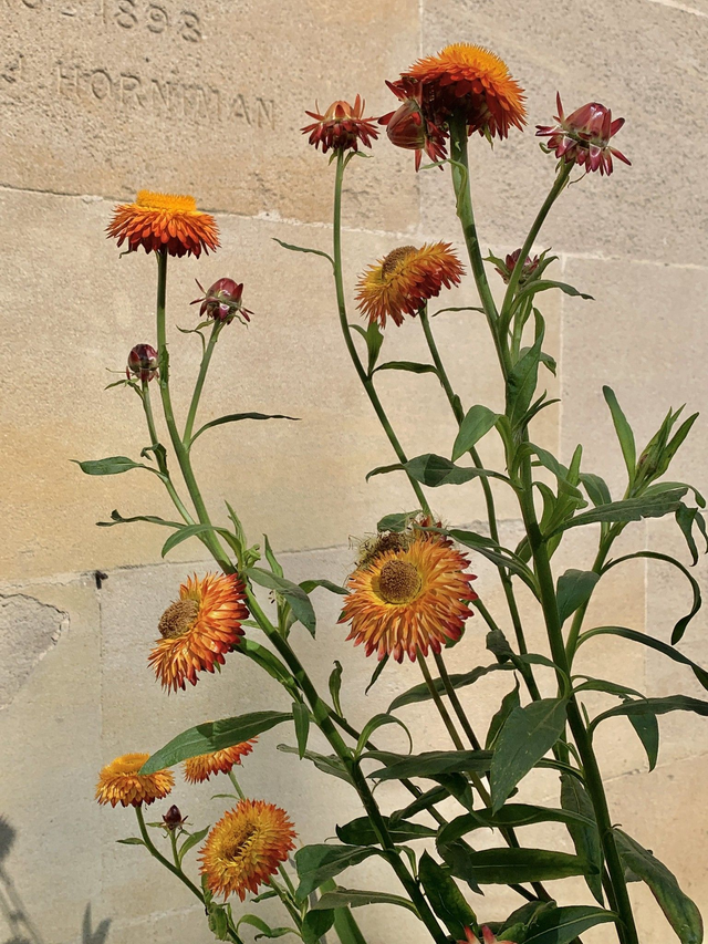 Granvia flowers at the Horniman Museum- Photo Print
