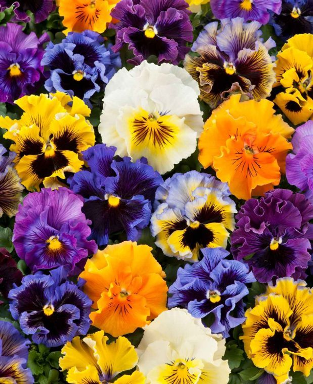 Pansy Frizzle Sizzle