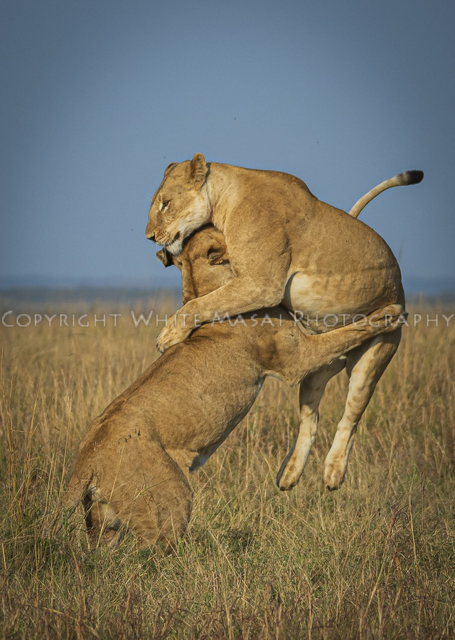 Rugby tackle, the Lionesses take time out from hunting to play !