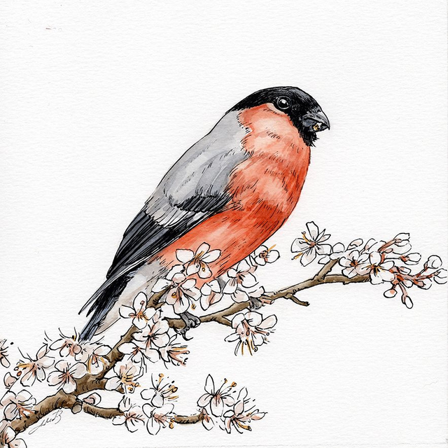 Original Illustration of a Bullfinch - Ink and Watercolour on Paper