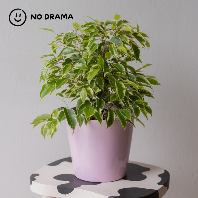 Ficus Benjamina 'Kinky' 🌿