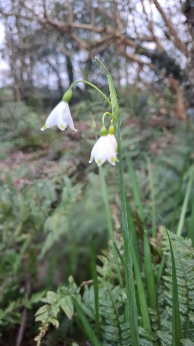 Leucojum aestivum 'Gravetye Giant' P9