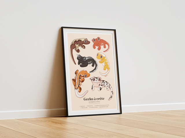 Collection "Planches d'études" - Gecko à crête