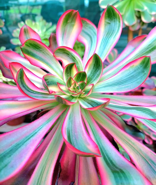 Aeonium voodoo silk 'Variegated'