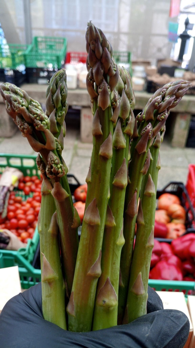Espárrago Triguero