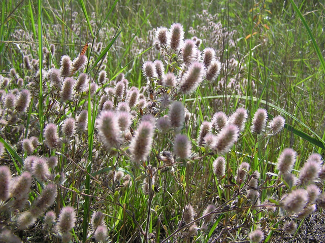 Trèfle Pied-de-lièvre (Trifolium arvense)