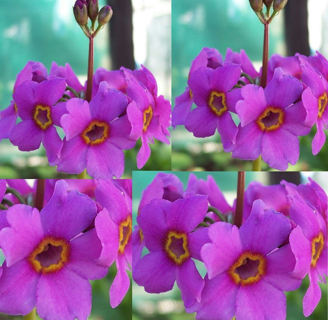 4 X plants of Primula poissonii evergreen candelabra