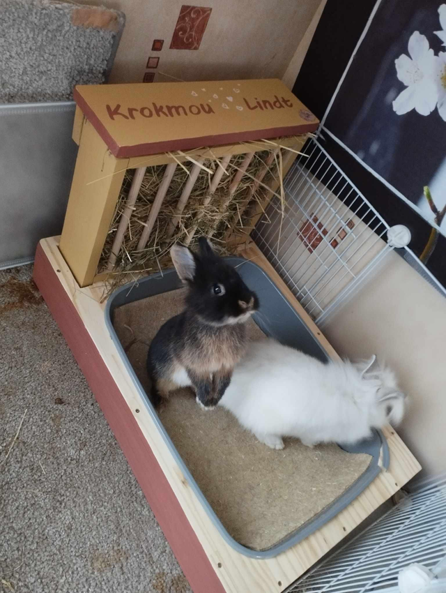 Lapi'Box XXL sans Gamelles Longueur 