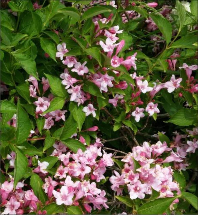 Weigela ‘Florida’ - 1ltr pot