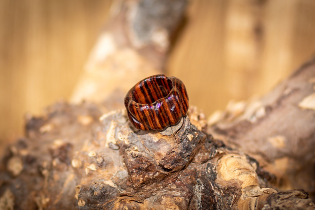 Ring: Flammenrille – Handgefertigter Holzring 19mm