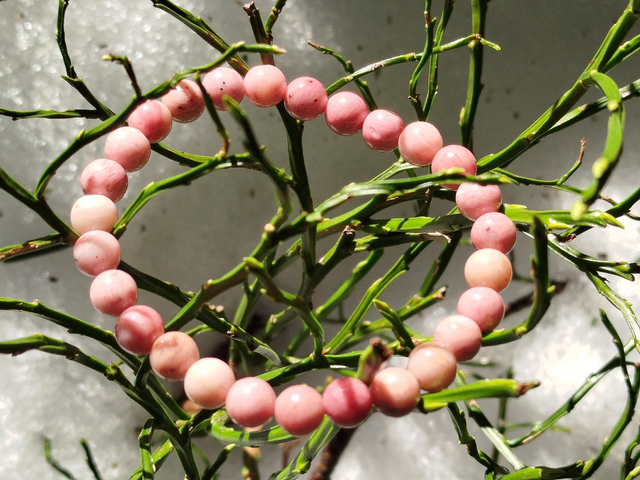 Bracelet Rhodonite 