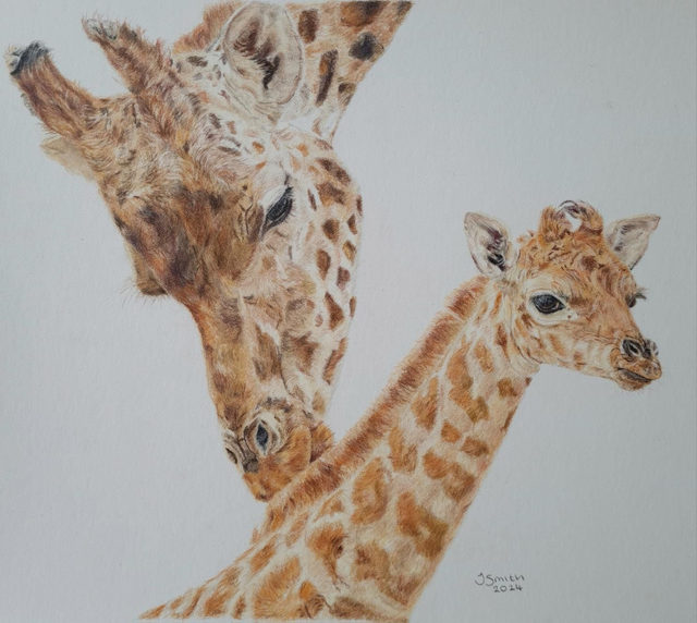 Giraffe and Baby Original Drawing