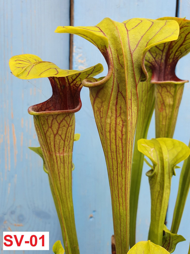 sarracenia oreophila Bright green with red veins, purple throat