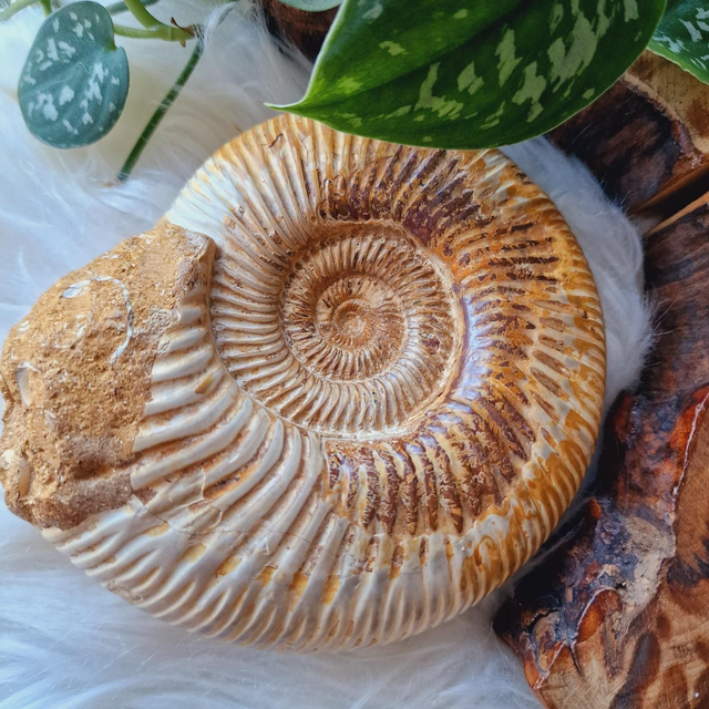 Ammonites Large 790g - 880g