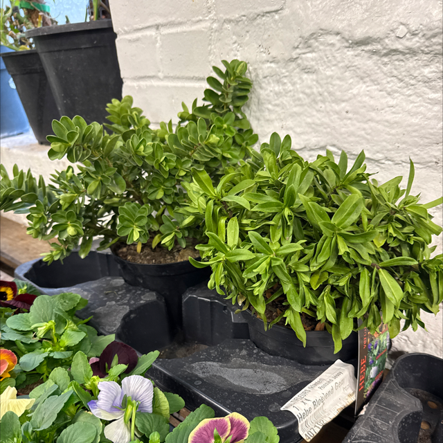 Hebena (Arbuste a haie)