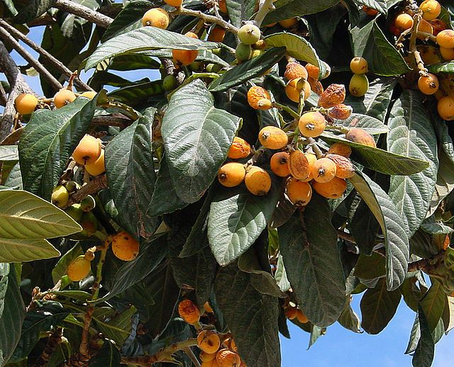 Néflier du Japon (Eriobotrya japonica)