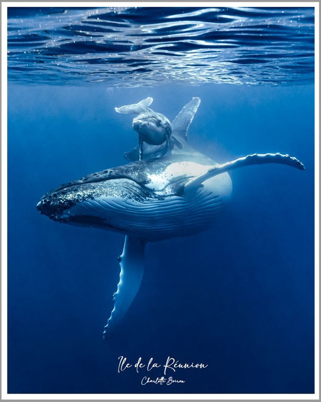 Poster Baleine à bosse
