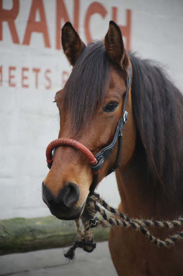 EDIX Chara ongelooid leer bosal incl. teugels paardenhaar mecate teugels