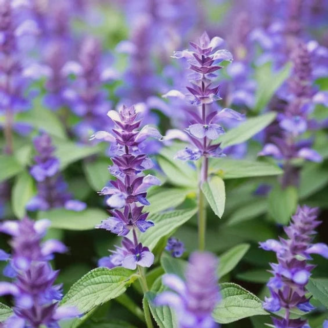 Hyssop