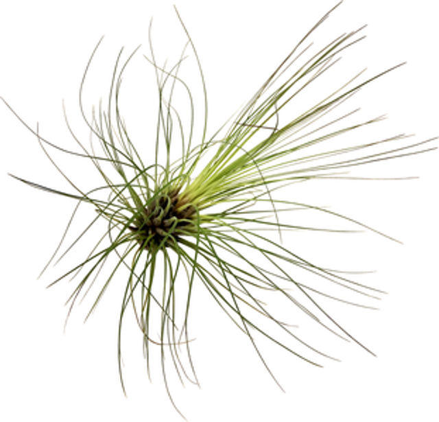 Tillandsia filifolia L