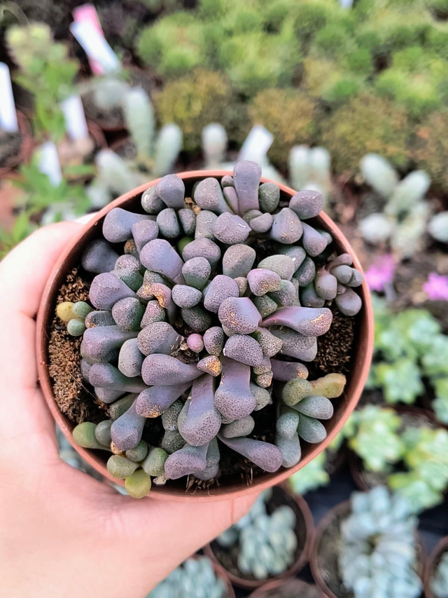 Aloinopsis schooneesii