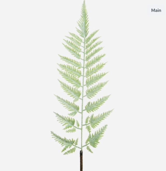 Glittered Buckler Fern