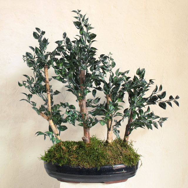 Bonsai CL397  Grupo de Alamo 