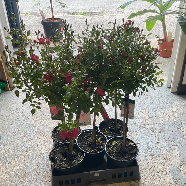 Rosier xl