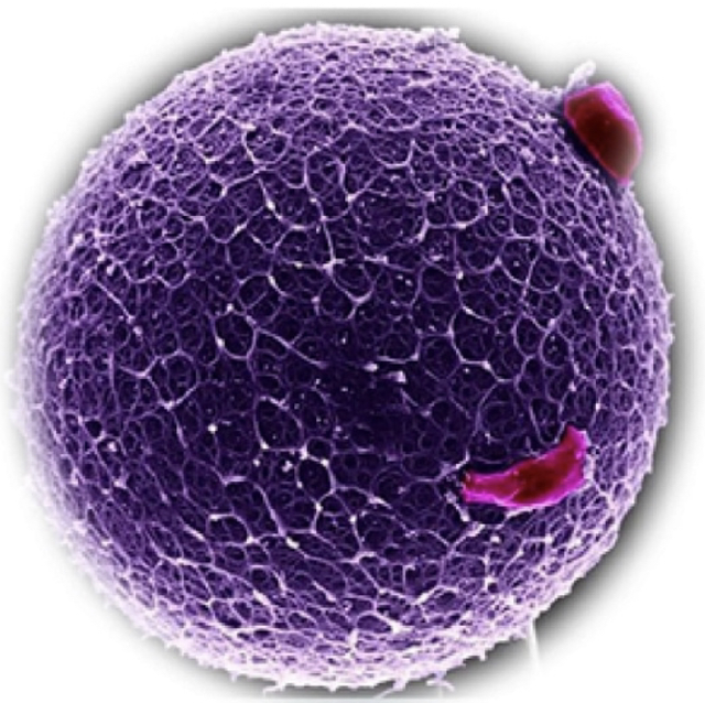 Hormona antimülleriana