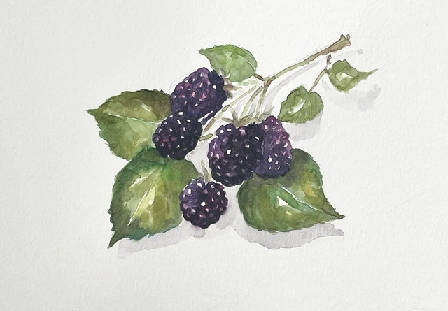 DB95 BlackBerry Watercolour, by Deb Bunker 