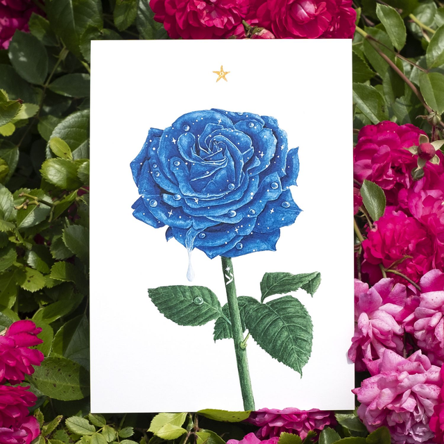 Rose Bleue A5