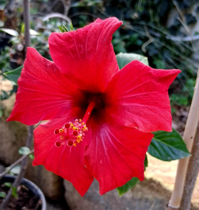 HY09 . Hybiscus rosa-sinensis fiore rosso