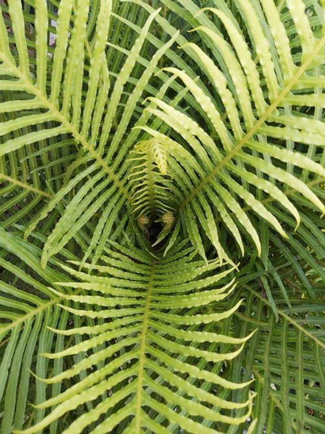 Blechnum gibbum  Dwarf Tree Fern