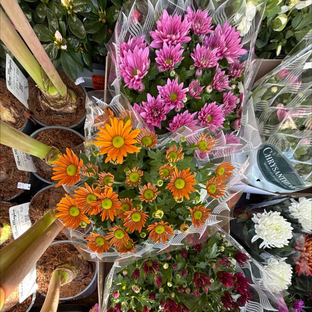 Chrysanthèmes petite boule 